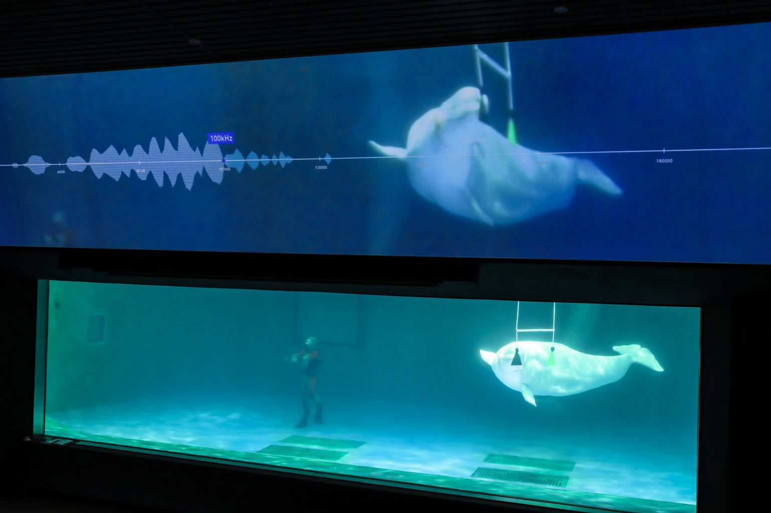 鴨川シーワールドでシャチのショーを見たい 最新の魅力を取材 レクリム