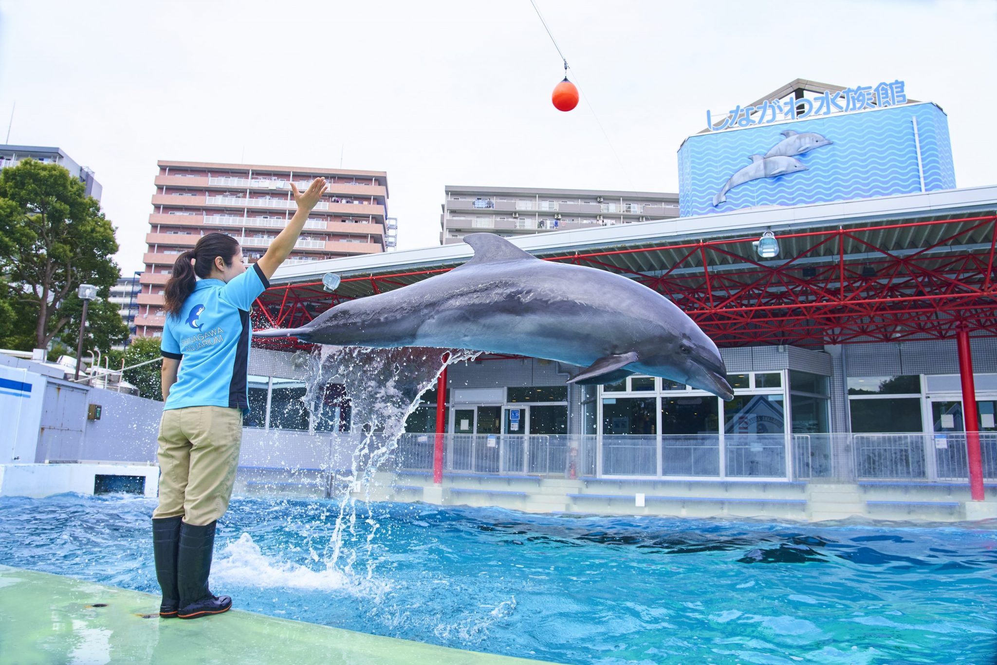 しながわ水族館の魅力を広報さんに取材！「なんでもある」が特徴 | レクリム