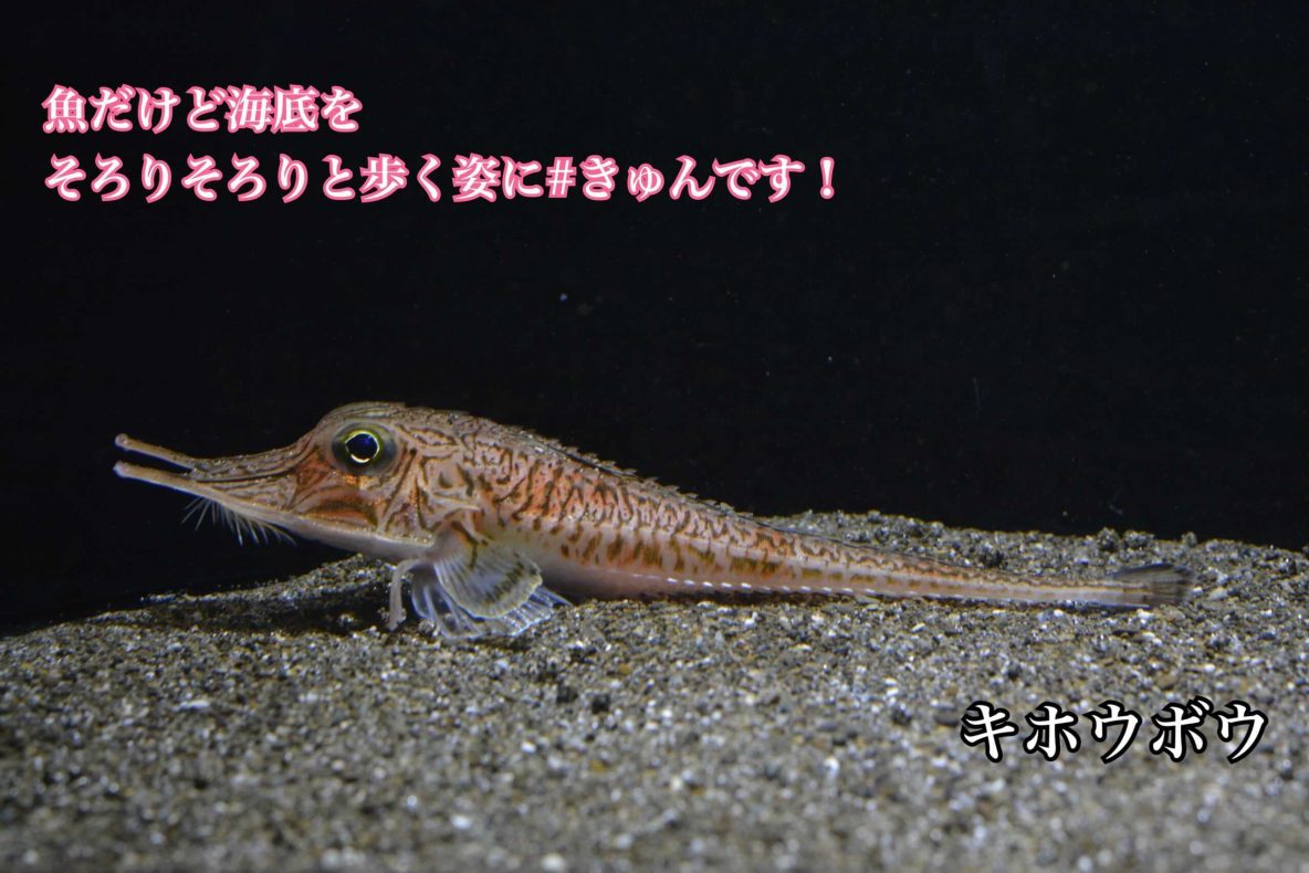 ここが きゅんです 深海生物がしながわ水族館で開催 レクリム