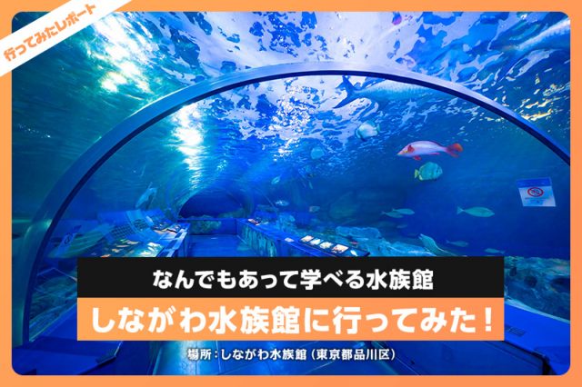 しながわ水族館の魅力を広報さんに取材！「なんでもある」が特徴 | レクリム