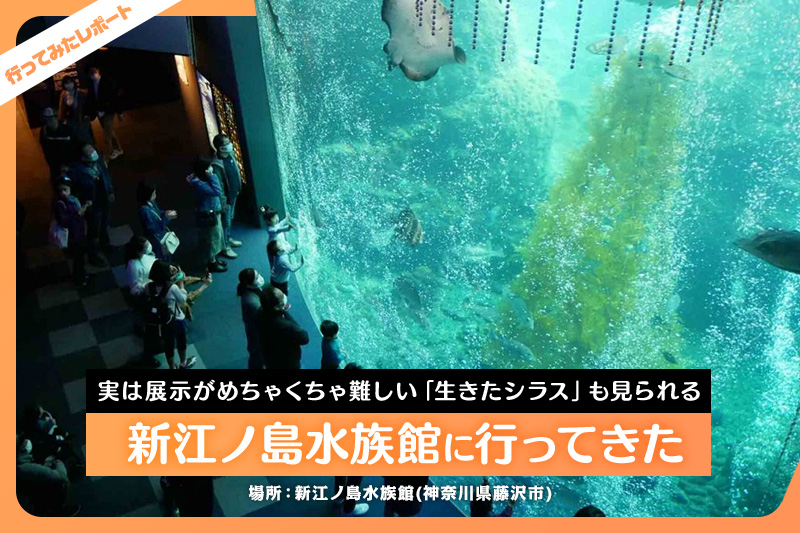 新江ノ島水族館の全貌を広報さんと紹介 イルカショーやクラゲも魅力 レクリム