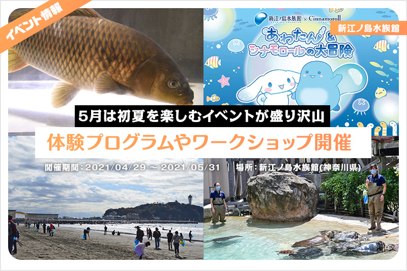 新江ノ島水族館 5月は初夏を楽しむイベントが盛り沢山 体験プログラムやワークショップも多数開催 レクリム