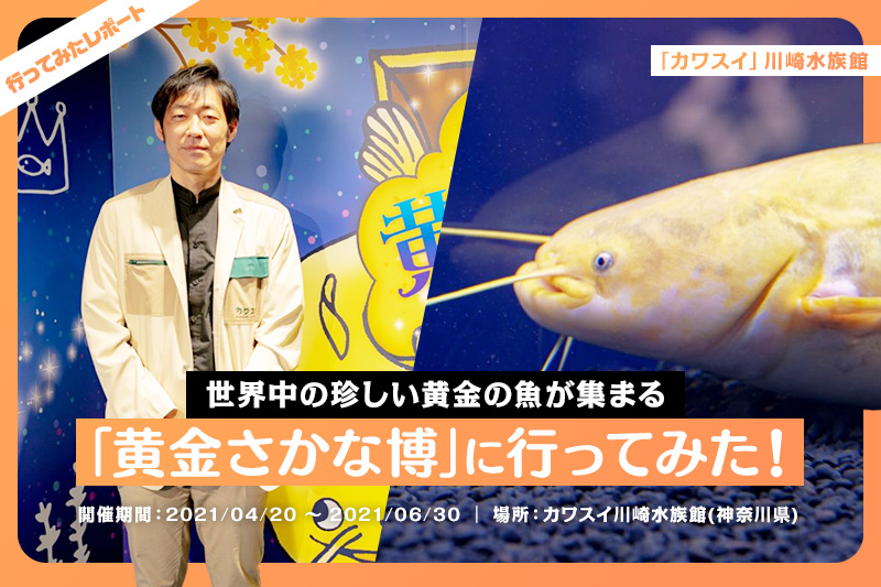 カワスイ 黄金さかな博 に ゴールデンな魚９種を見に行ってみた レクリム