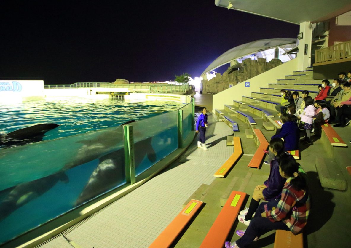 鴨川シーワールドにて 夜の水族館探検 ナイトアドベンチャー 開催 レクリム