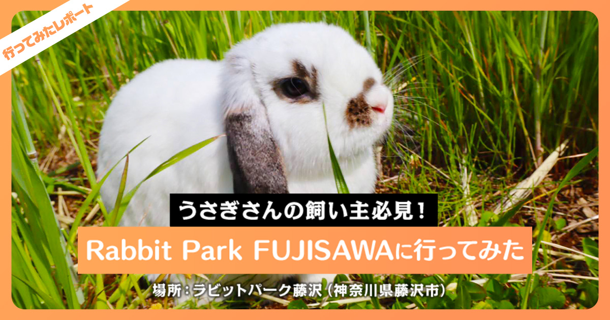 うさぎさんの飼い主必見！ペットの楽しむ姿がみられるRabbit