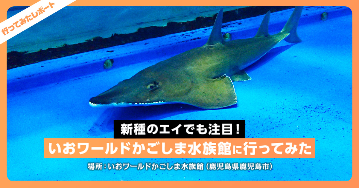 かごしま水族館のジンベエザメが代替わり 6代目 ユウユウ 襲名 鹿児島経済新聞