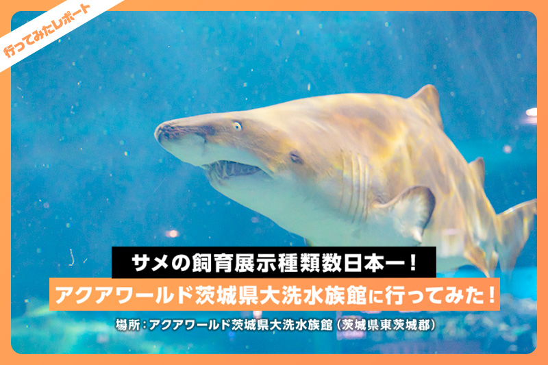 サメの飼育展示種類数日本一 アクアワールド茨城県大洗水族館に行ってみた レクリム