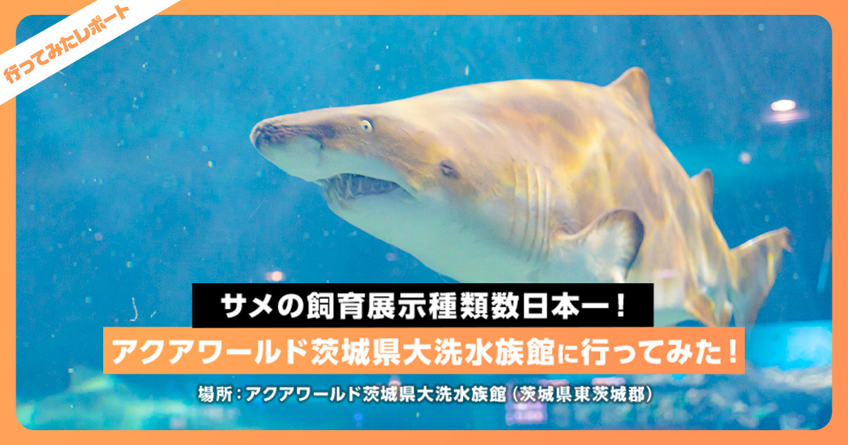 サメの飼育種類数日本一 アクアワールド茨城県大洗水族館に行ってみた レクリム