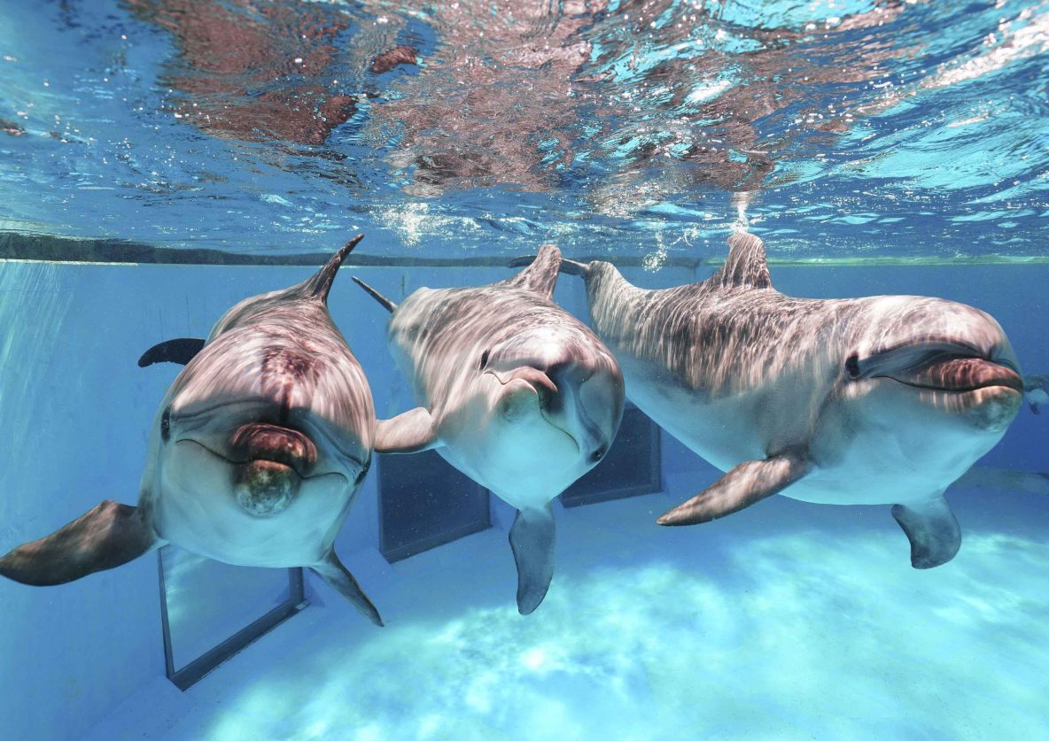 鴨川シーワールド 11月は 家族月間 入館料が特別割引 21日は特別イベントも開催 レクリム