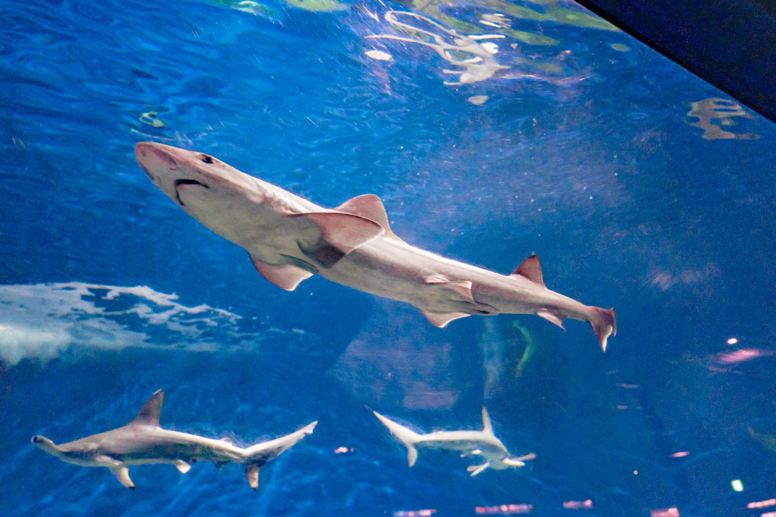 サメの飼育種類数日本一！アクアワールド茨城県大洗水族館に行ってみた | レクリム
