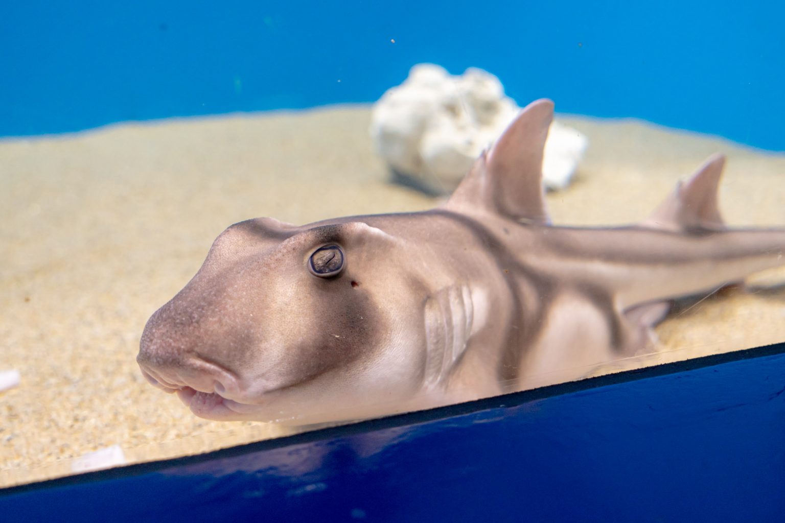 サメの飼育種類数日本一！アクアワールド茨城県大洗水族館に行ってみた | レクリム