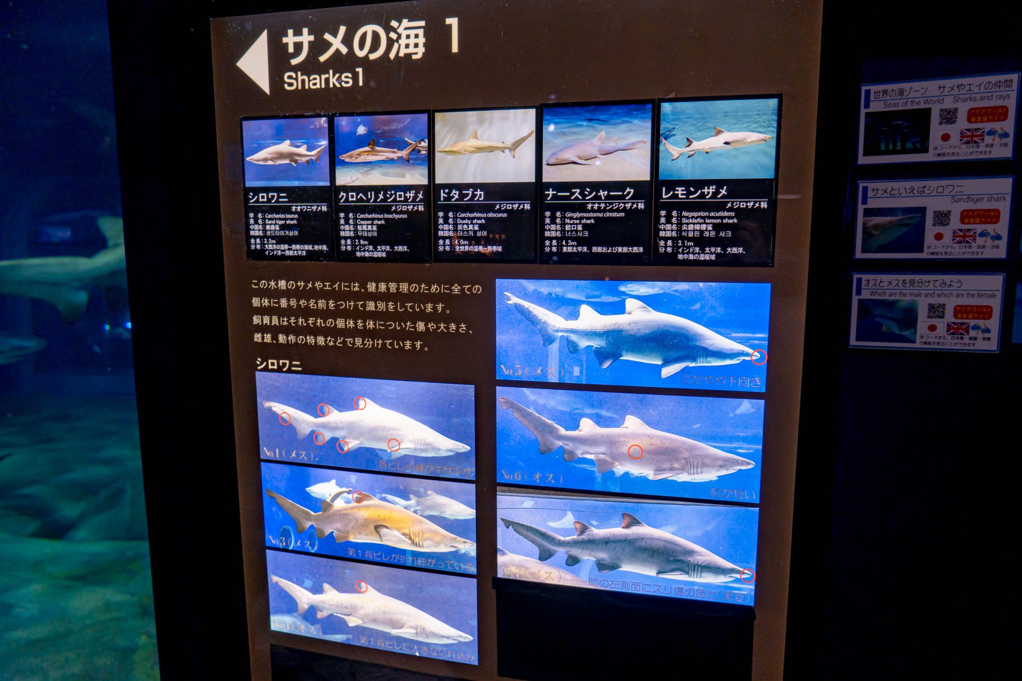 サメの飼育種類数日本一！アクアワールド茨城県大洗水族館に行ってみた | レクリム