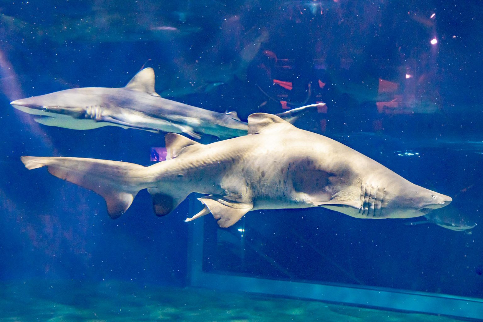 サメの飼育種類数日本一！アクアワールド茨城県大洗水族館に行ってみた | レクリム