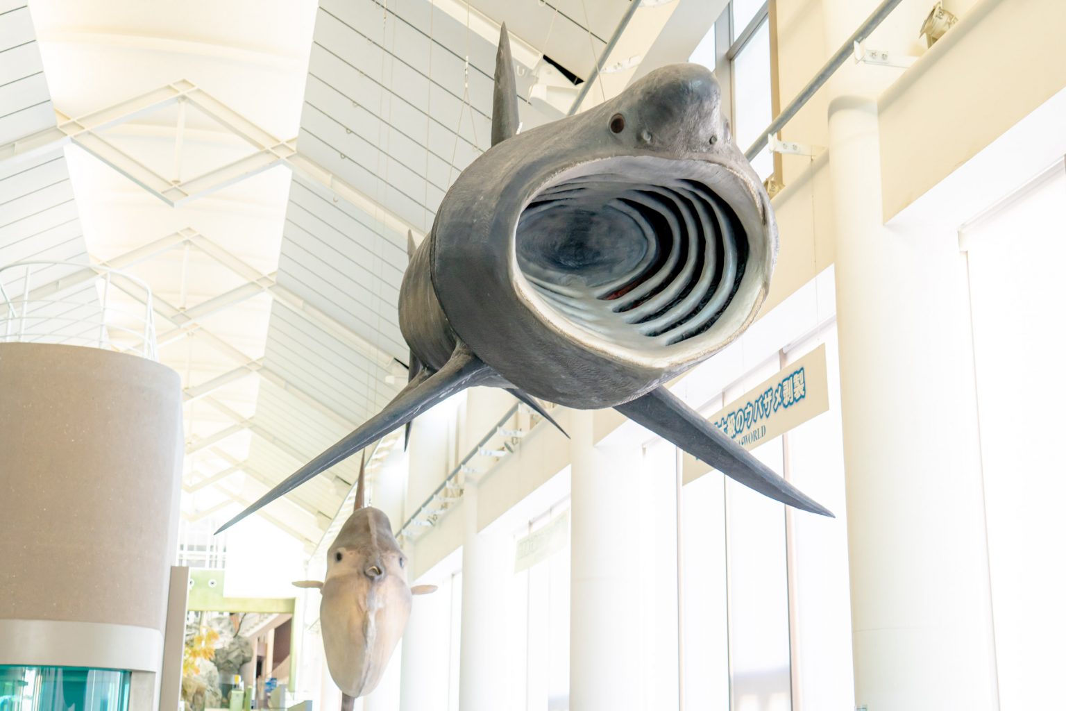 サメの飼育種類数日本一！アクアワールド茨城県大洗水族館に行ってみた | レクリム