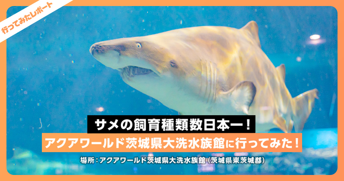サメの飼育種類数日本一 アクアワールド茨城県大洗水族館に行ってみた レクリム