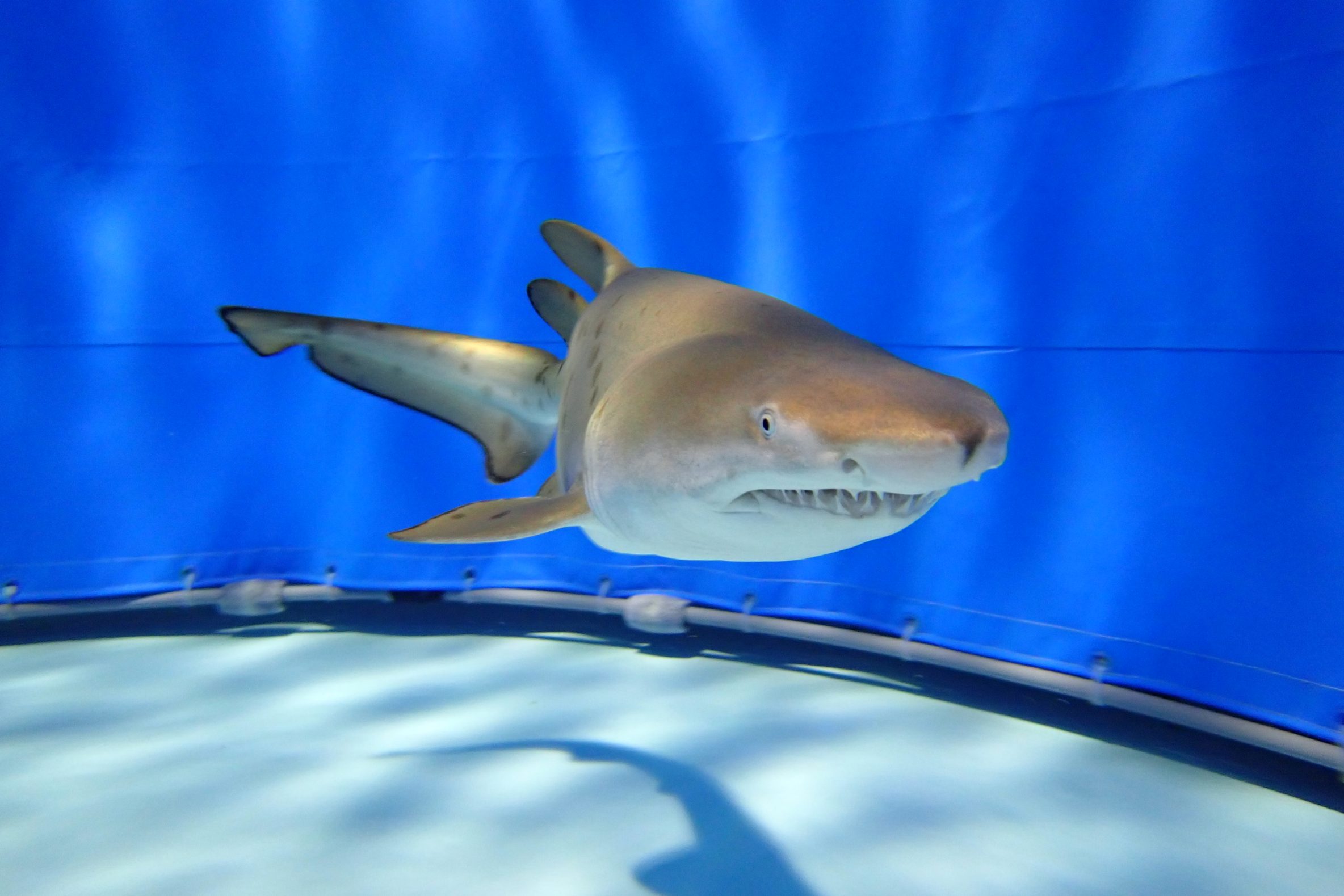 アクアワールド茨城県大洗水族館】日本初！絶滅危惧種のサメ「シロワニ」の赤ちゃんの一般公開をスタート！ | レクリム