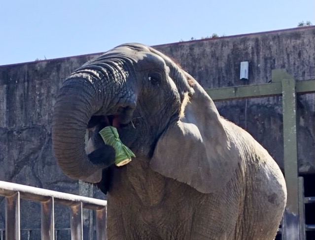 東武動物公園にて 動物たちと節分 サル山に豆まき ゾウに恵方巻きをプレゼント レクリム