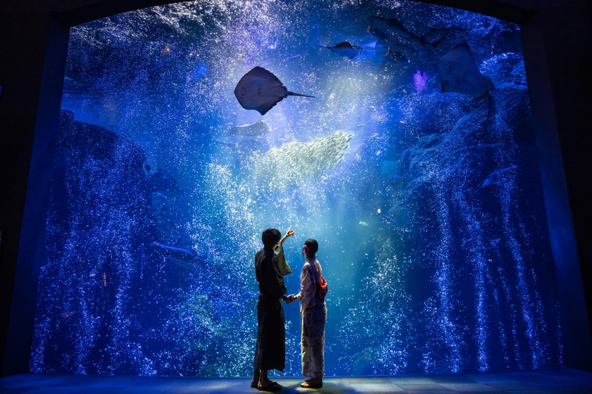 9月の新江ノ島水族館 秋の夜長を楽しむナイトイベントが盛りだくさん えのしま妖怪島 に関連した水槽も レクリム