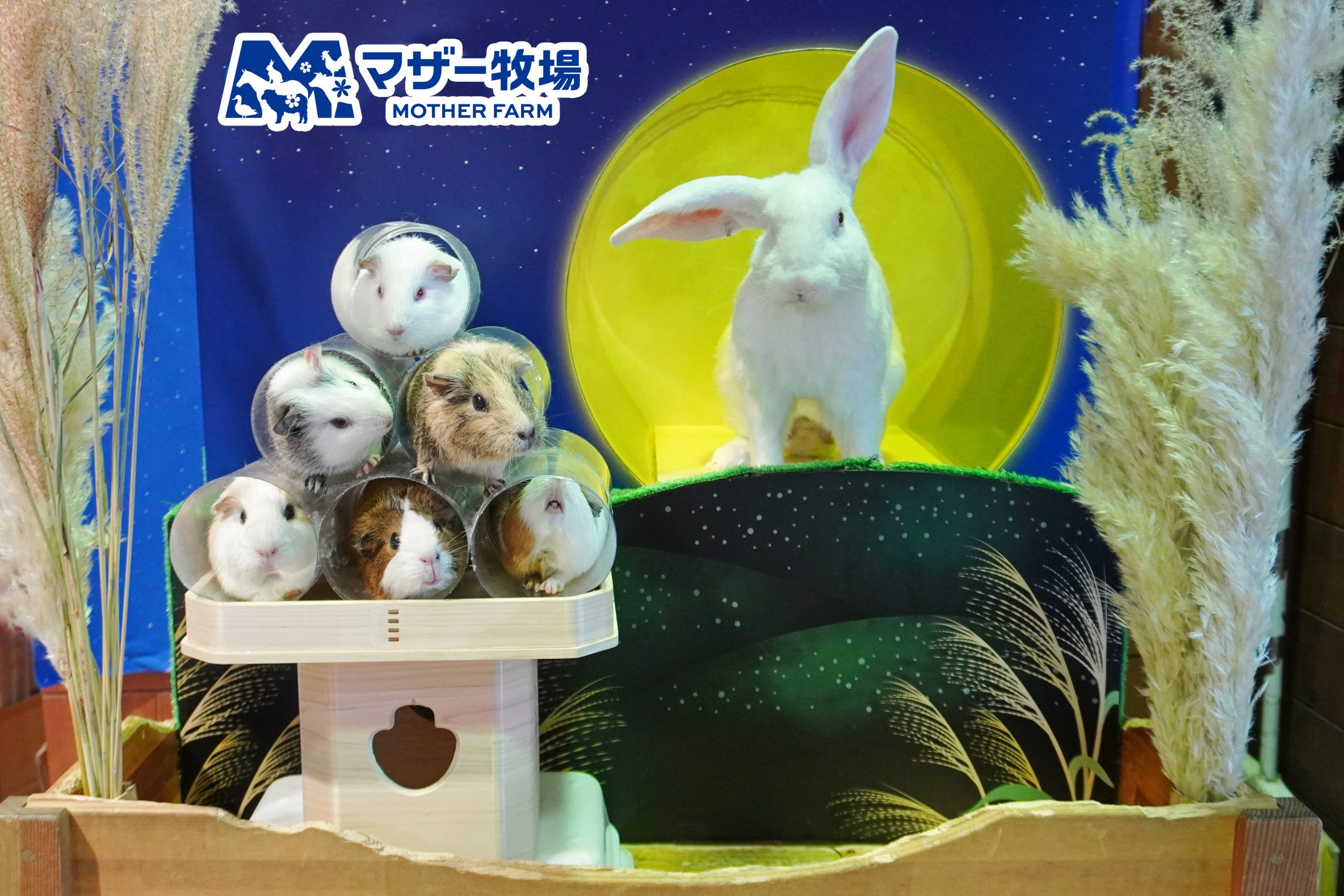 マザー牧場で秋を先取り！十五夜にあわせて9日間限定『うさモルのお月
