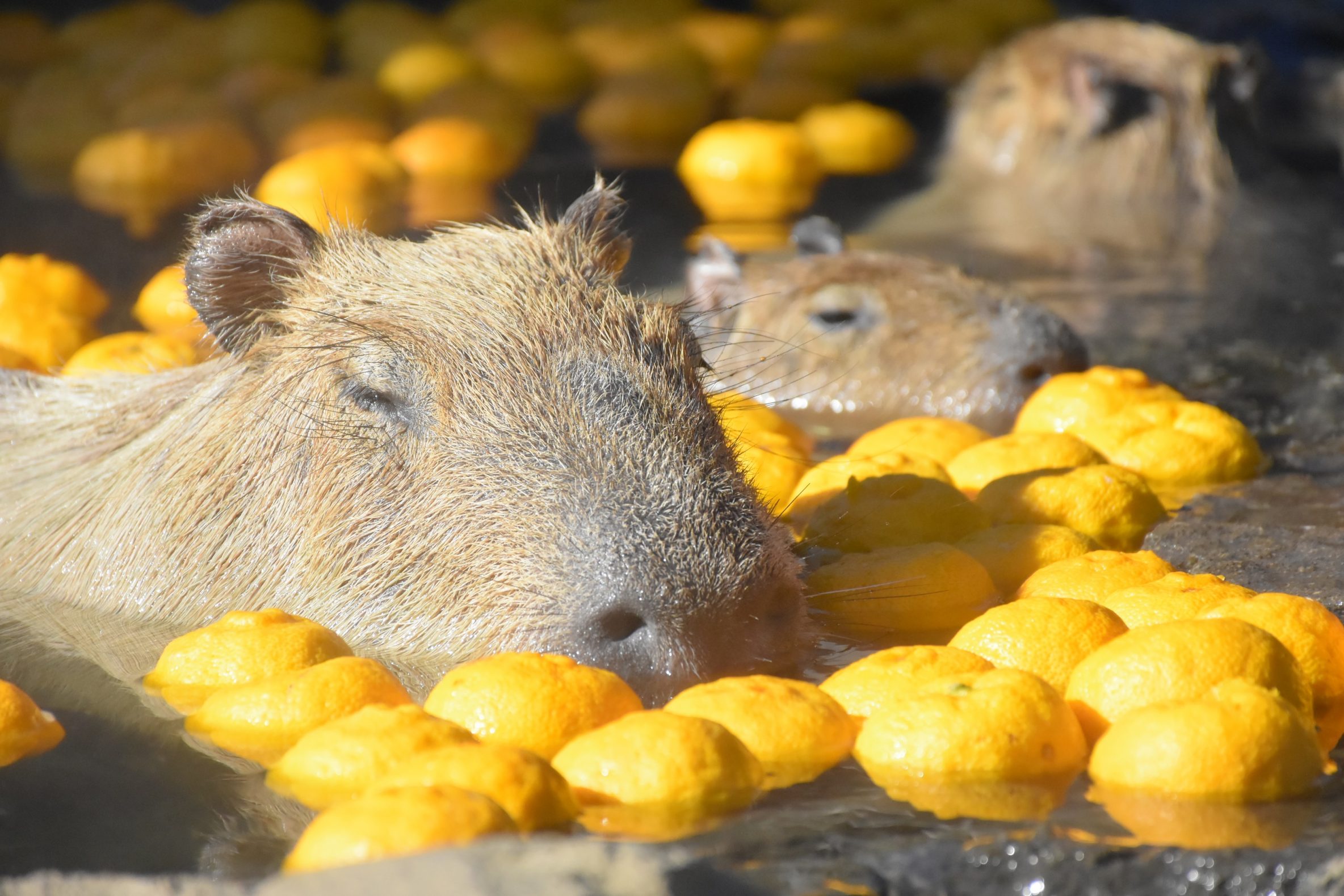 伊豆限定 伊豆カピバラ 緑キティストラップ