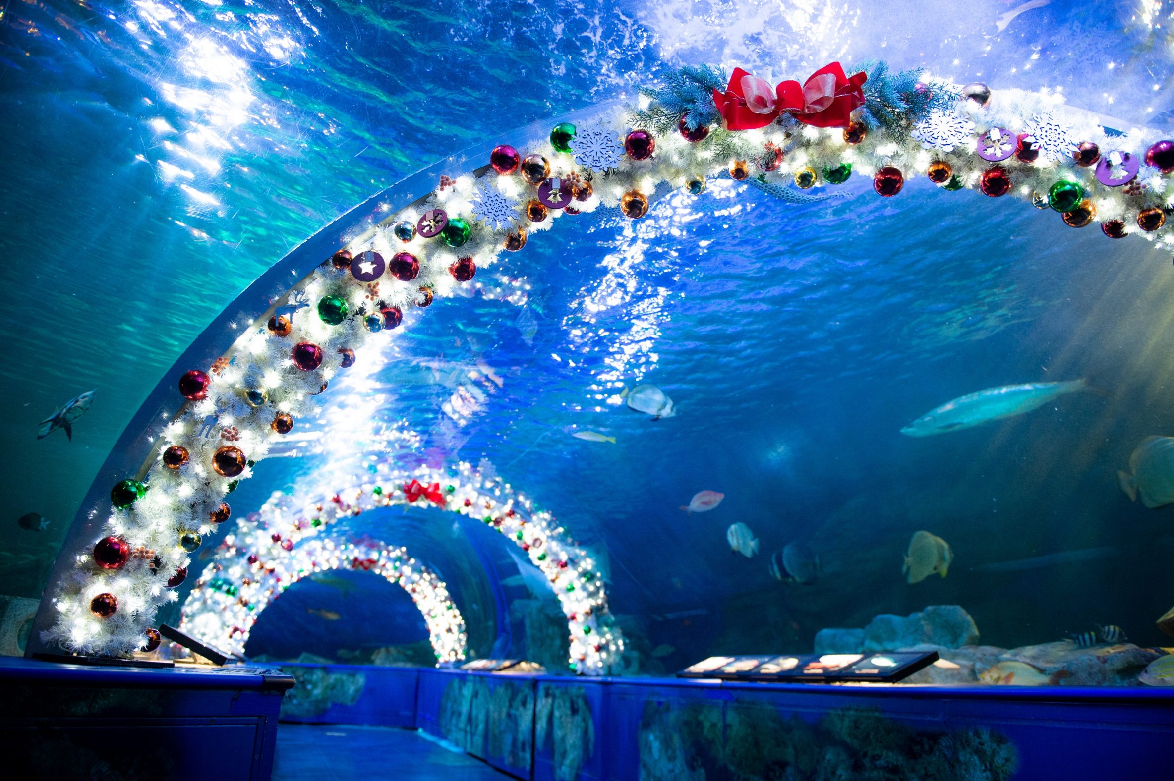 しながわ水族館「しな水のクリスマス2022」開催！クリスマスマーケット
