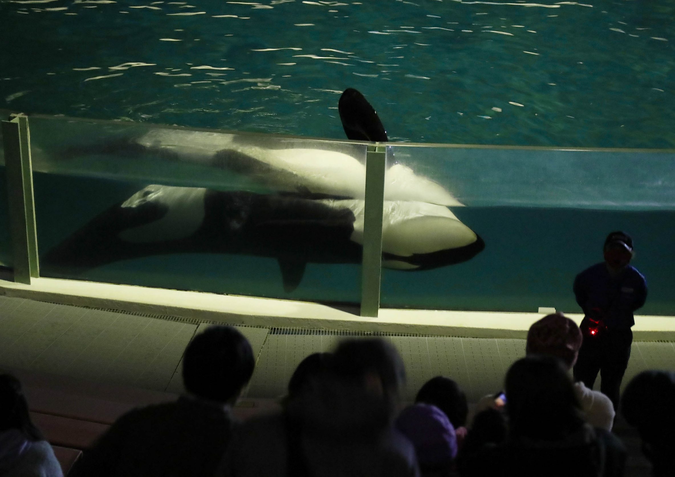 鴨川シーワールド シャチスペシャル水族館探検プラン 開催 シャチに特化したレイトプログラム レクリム