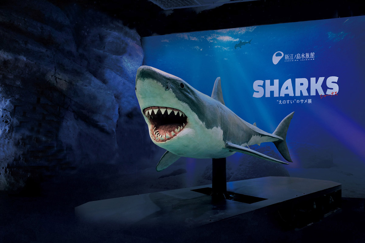 新江ノ島水族館で春の特別イベント「SHARKS “えのすい”のサメ展」開催！ | レクリム