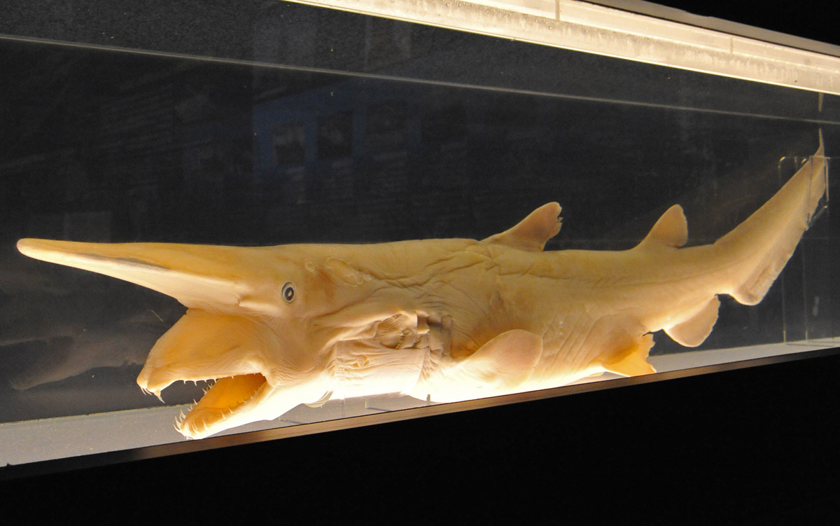 30年前のサメのヒレの標本 | www.darquer.fr
